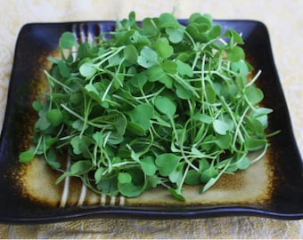 Fresh Micro Arugula 4oz