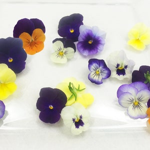 Fresh Edible Flowers Viola 50 Ct image 1