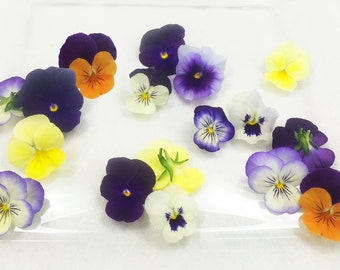 Fresh Edible Flowers Viola 50 Ct