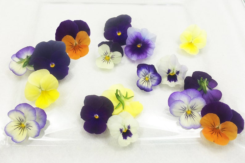 Edible Flowers Viola 50 Ct Etsy UK