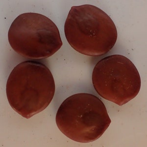 5 Rare Goldenball Leadtree (Leucaena retusa) Seeds!!!