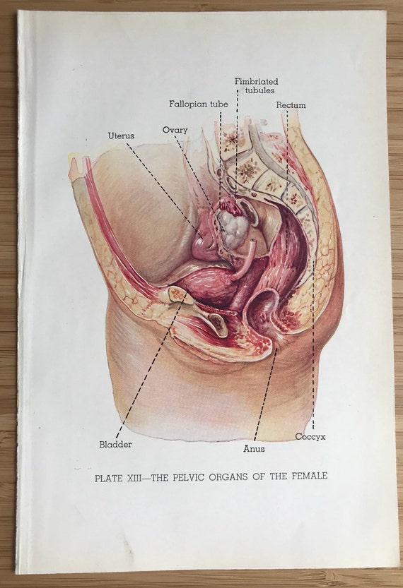 Beste Vintage Art Print medische bookplate Gynaecologie baarmoeder | Etsy SY-76