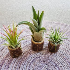 Air plant pots - Set of 3 - Black bamboo
