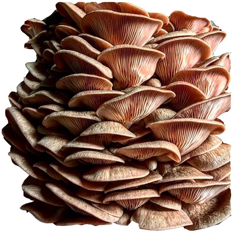 Mushroom Grow Kit 4pack FREE SHIPPING Etsy