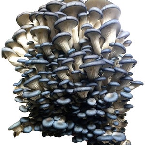 Oyster Mushroom Kit FREE SHIPPING!