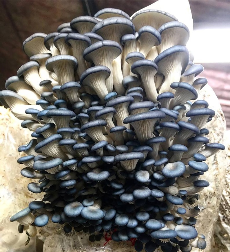 Oyster Mushroom Kit FREE SHIPPING Etsy