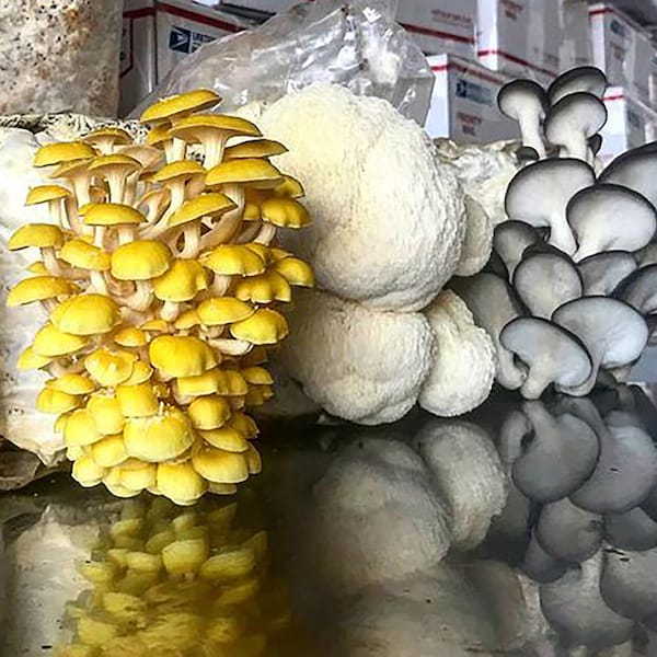 Magic Mushroom Grow Kit Etsy