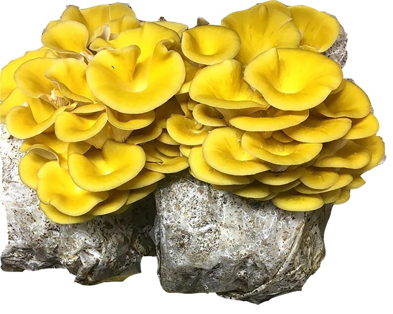 Mushroom Grow Kit 4pack FREE SHIPPING Etsy