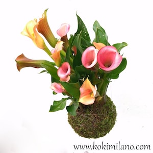 Kokedama Calla del Circeo, Gefälligkeiten, Frühlingsgeschenk Umweltfreundlich, Greendesign, Blumen, Schnurgarten, Mooskugel, Wohnkultur, Blumen aufhängen