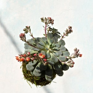 Kokedama Echeveria, Kokedama Sukkulente, umweltfreundliches Frühlingsgeschenk, Gastgeschenk, Sukkulentenblume, String Garden, Vertikalgrün, Dekor