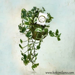 May include: A white and green variegated plant growing in a moss ball hanging from a white wall. The plant has long trailing vines. A small white tag with the text "KOKI MILANO" and a website address is attached to the plant.