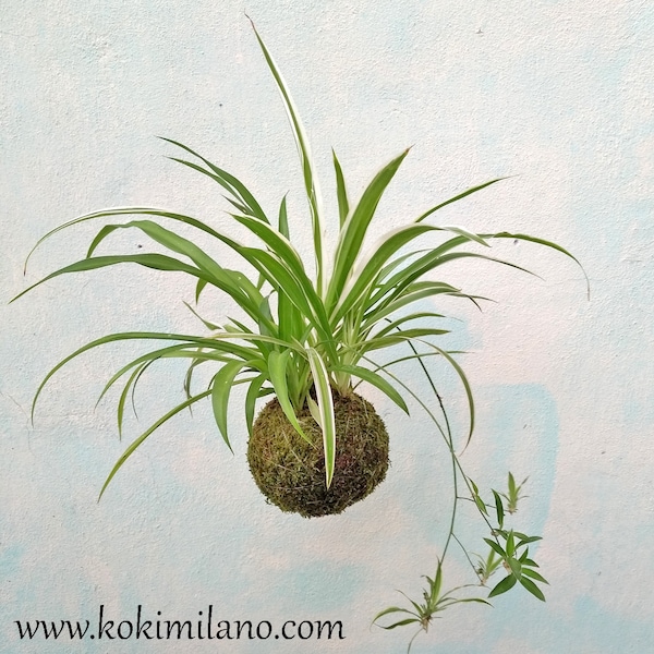 Chlorophytum Kokedama, Falangio-Ribbon, Planta araña. Regalo ecológico de primavera, decoración del hogar, purificar el aire, jardín de cuerdas, sostenible