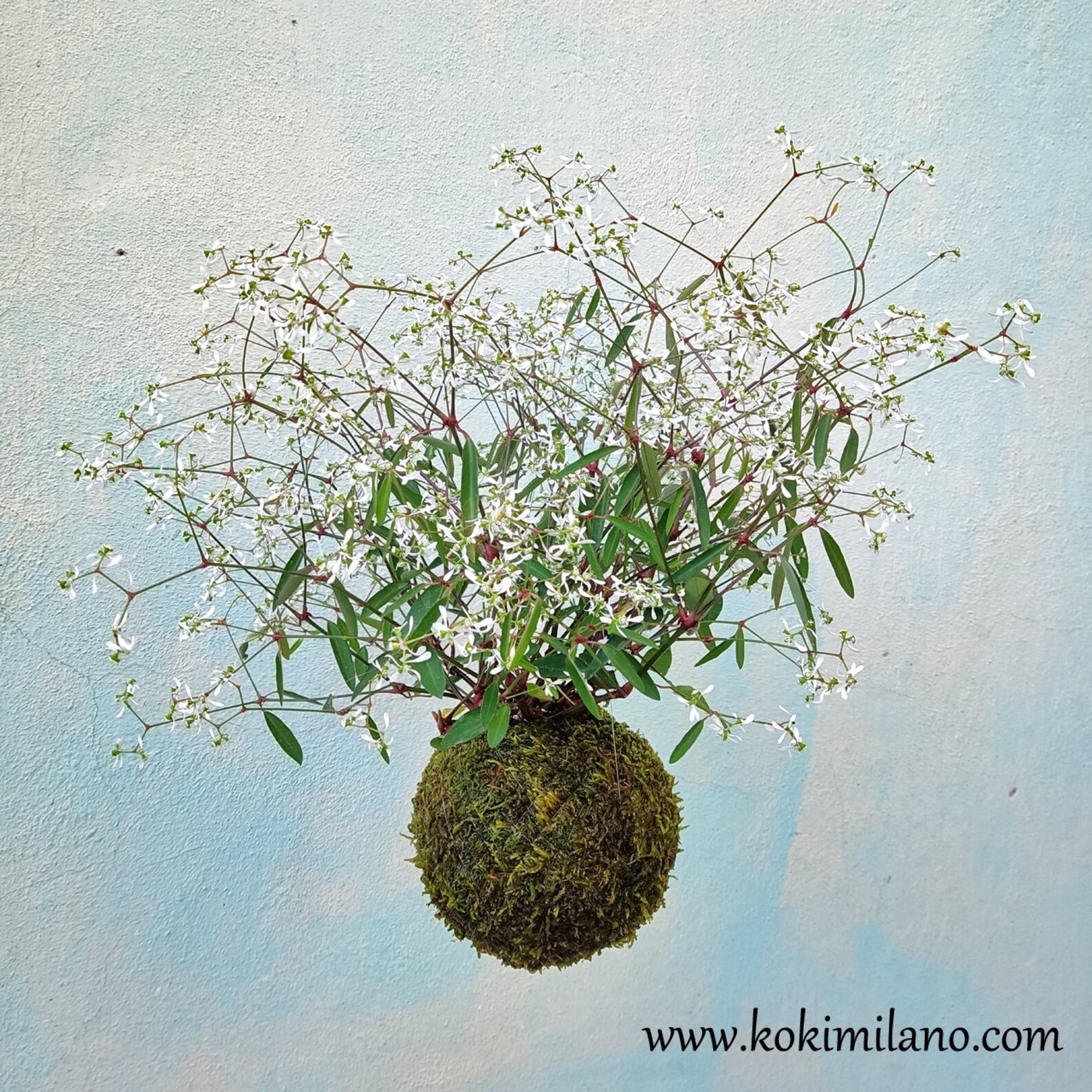 Kokedama por Euphorbia Euphoric White idea de | Etsy