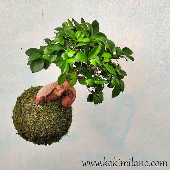 Kokedama Bonsai Ficus Bomboniera Idea Regalo Natale Etsy