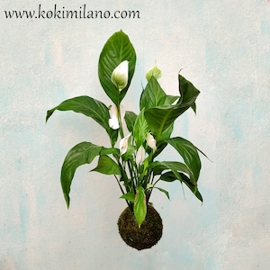 Kokedama Spatifilium, Hochzeitsgeschenk, umweltfreundliches Frühlingsgeschenk, Kokedama-Blumen, Kokedama für die Braut, hängende Blumen, Hochzeit, Wohndekoration