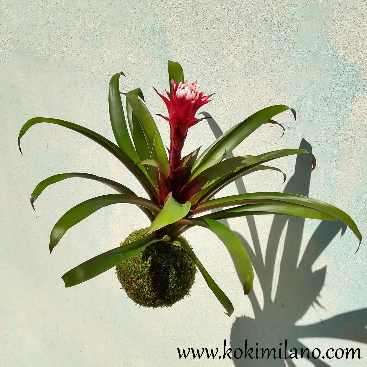 Kokedama de Guzmania Día de la Madre Ecológica Jardín de | Etsy