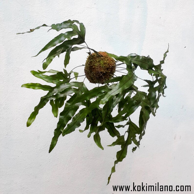 Kokedama Fern POLYPODIUM AUREUM Idea de regalo de Navidad | Etsy