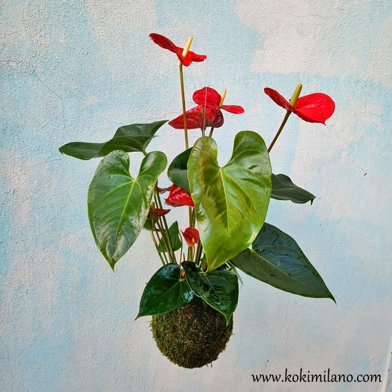 Kokedama Anthurium, Wedding Favor, Spring Eco-friendly Gift, Greendesign,  Moss Ball, Moss, Greendesign String Garden Decor, Pearl Plant - Etsy