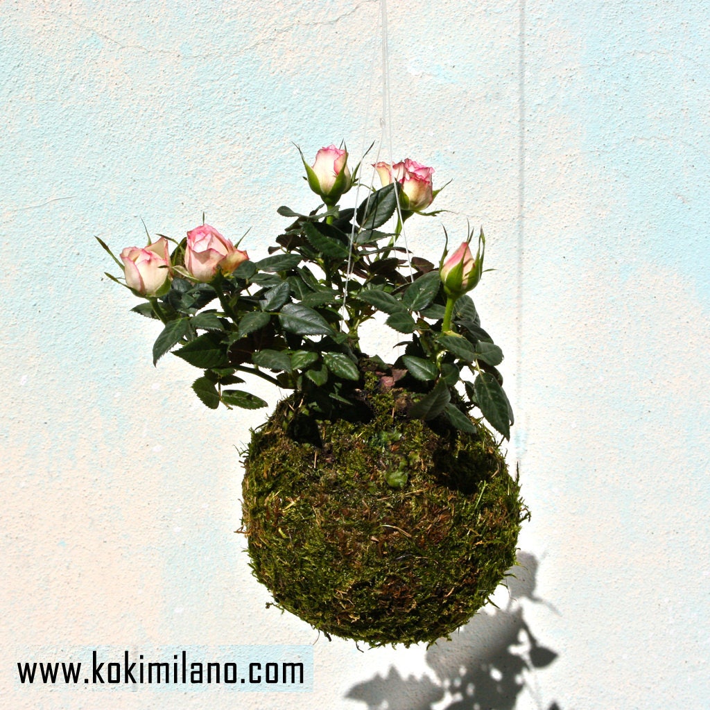 kokedama rosas