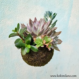 Kokedama Echeveria, Gastgeschenk, umweltfreundliches Frühlingsgeschenk, Greendesign, Sukkulente, Blume, StringGarden-Dekor, Mooskugel, vertikales Grün