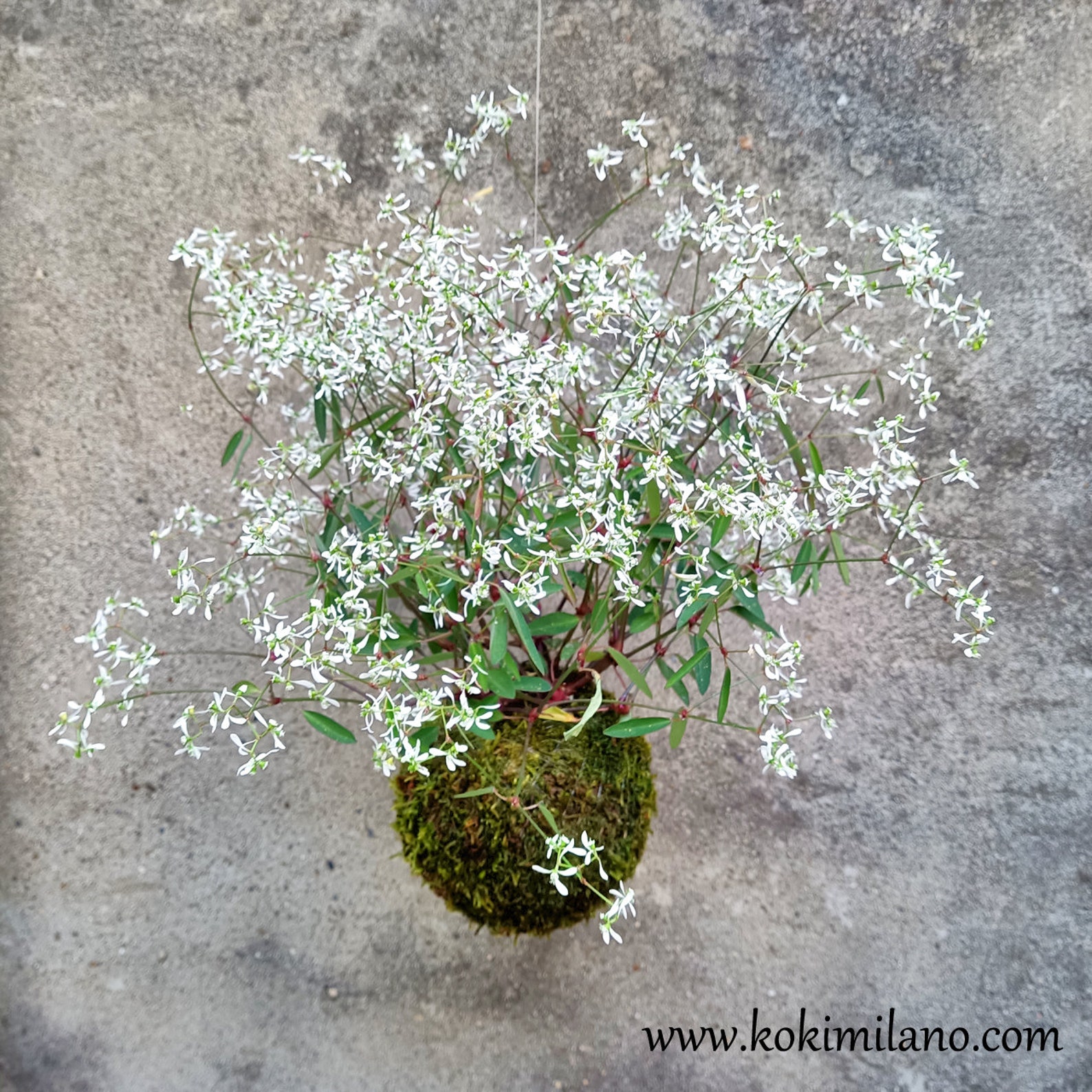Kokedama por Euphorbia Euphoric White idea de | Etsy