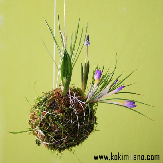 Kokedama Bulbi Bomboniera Ecological Gift Idea Wall Flower Etsy