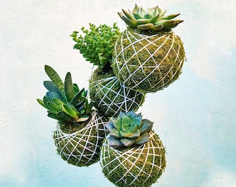 Faveurs Kokedama ou idée cadeau pour mariages écologiques, communion verte, confirmation, remise des diplômes, avec succulentes, écolo, bohème, éco