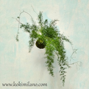 Kokedama ormbunke Asparagina, miljövänlig vårgåva, Sparagina, snöreträdgårdsinredning, djungel, flygande mossboll, vertikal grön, grön