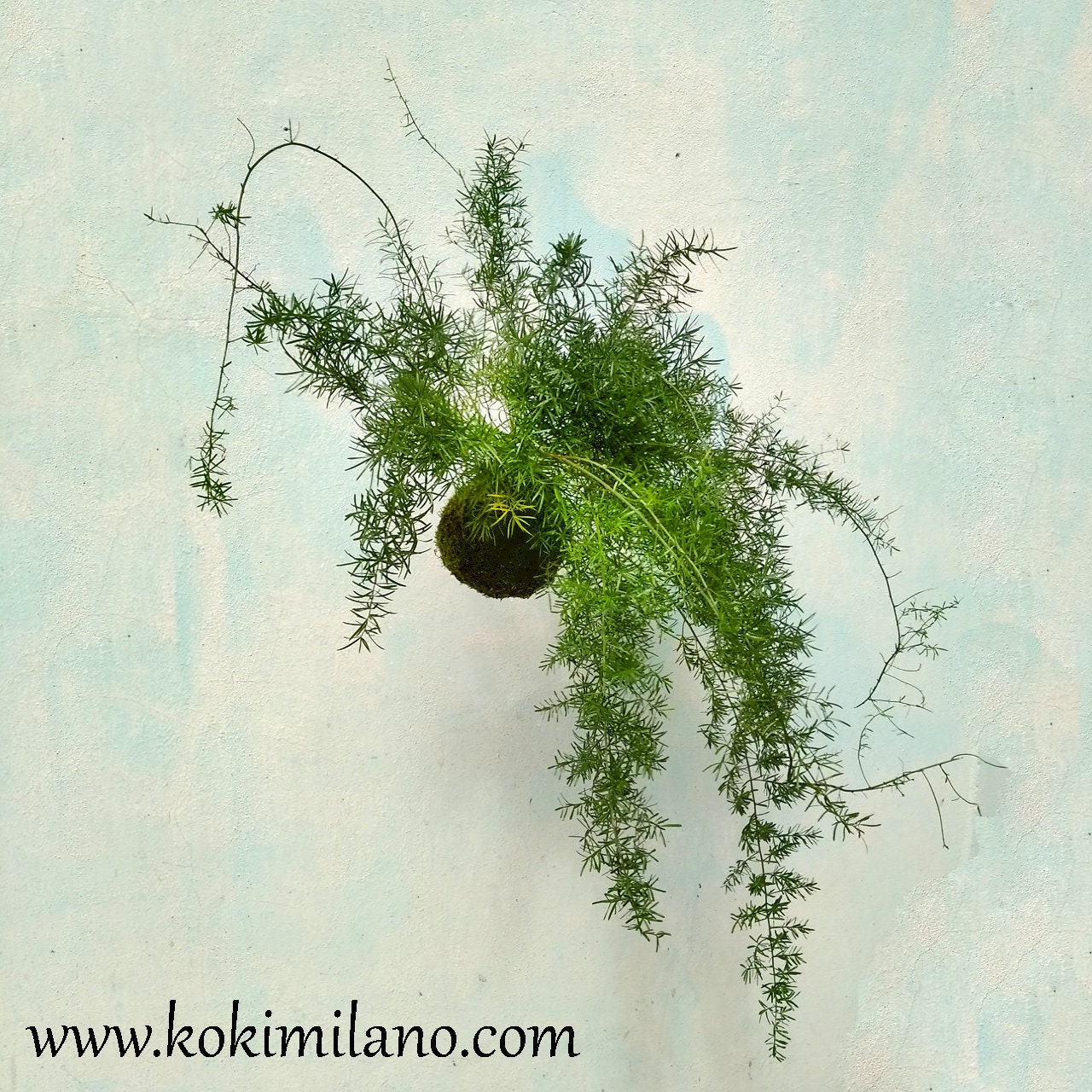 Kokedama Farn Asparagina, umweltfreundliches Frhlingsgeschenk, Sparagina,  Schnurgarten-Wohndekoration, Dschungel, fliegende Mooskugel, vertikal grn,  grn - Etsy Schweiz