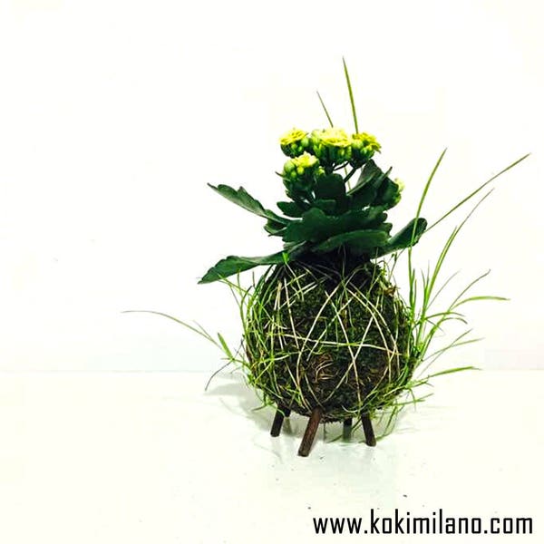 Kokedama Kalanchoe, Favors,Eco-friendly Spring Gift, Greendesign, Calancola string garden decor, Moss Ball, Vertical Green Musk