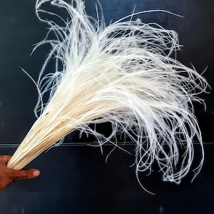 May include: A bunch of white, feathery plumes, held against a black background. The plumes have a soft, delicate appearance, with long, flowing strands. The base of the bundle is a light beige colour, contrasting with the bright white feathers.