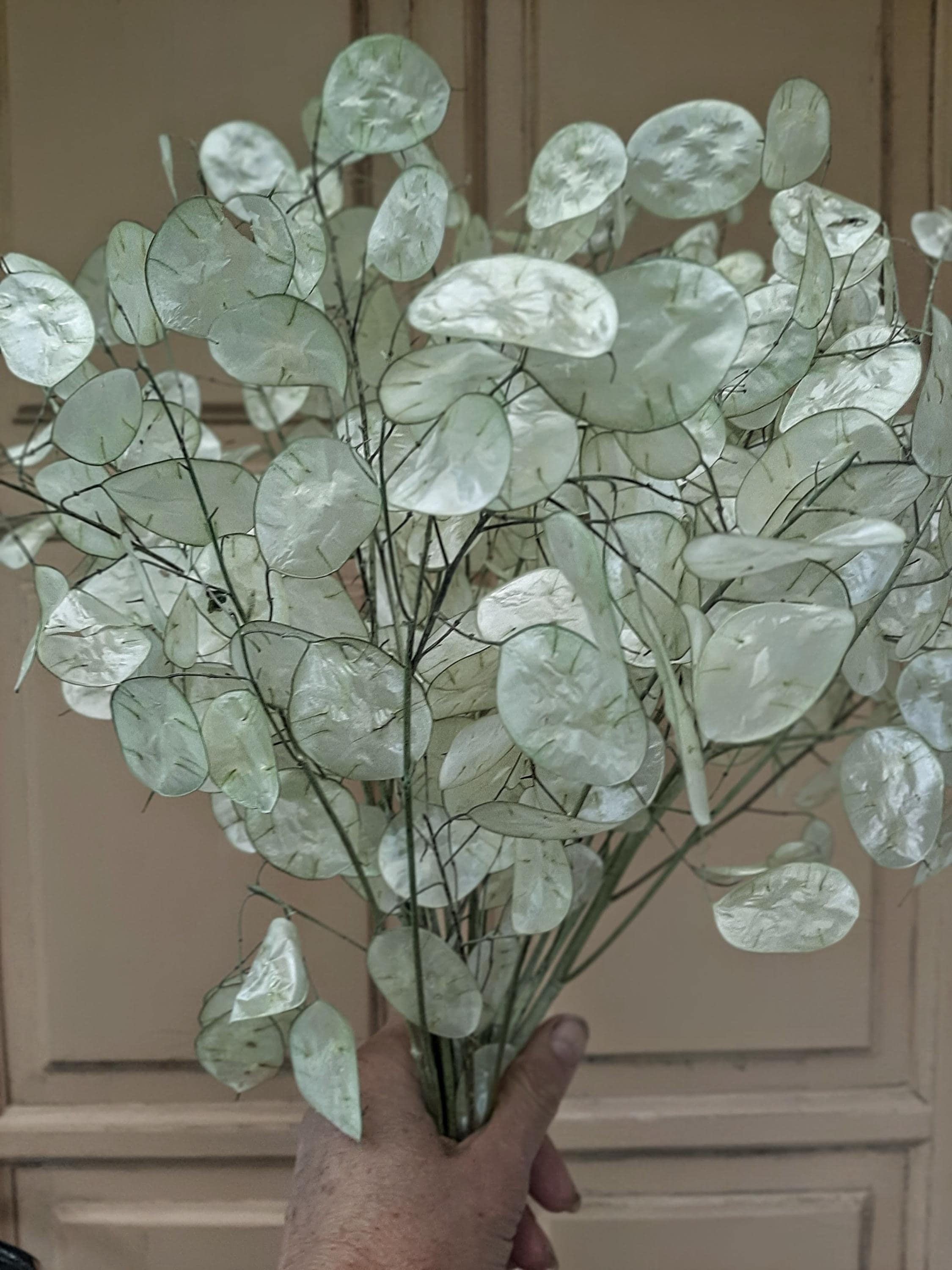 Natural Lunaria, Dried Silver Dollar Plant silver leaves, Dried Lunaria stems bundle, Boho Wedding Decor, Five (5) Dried Lunaria Stems