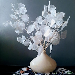 Bleached Lunaria - Etsy