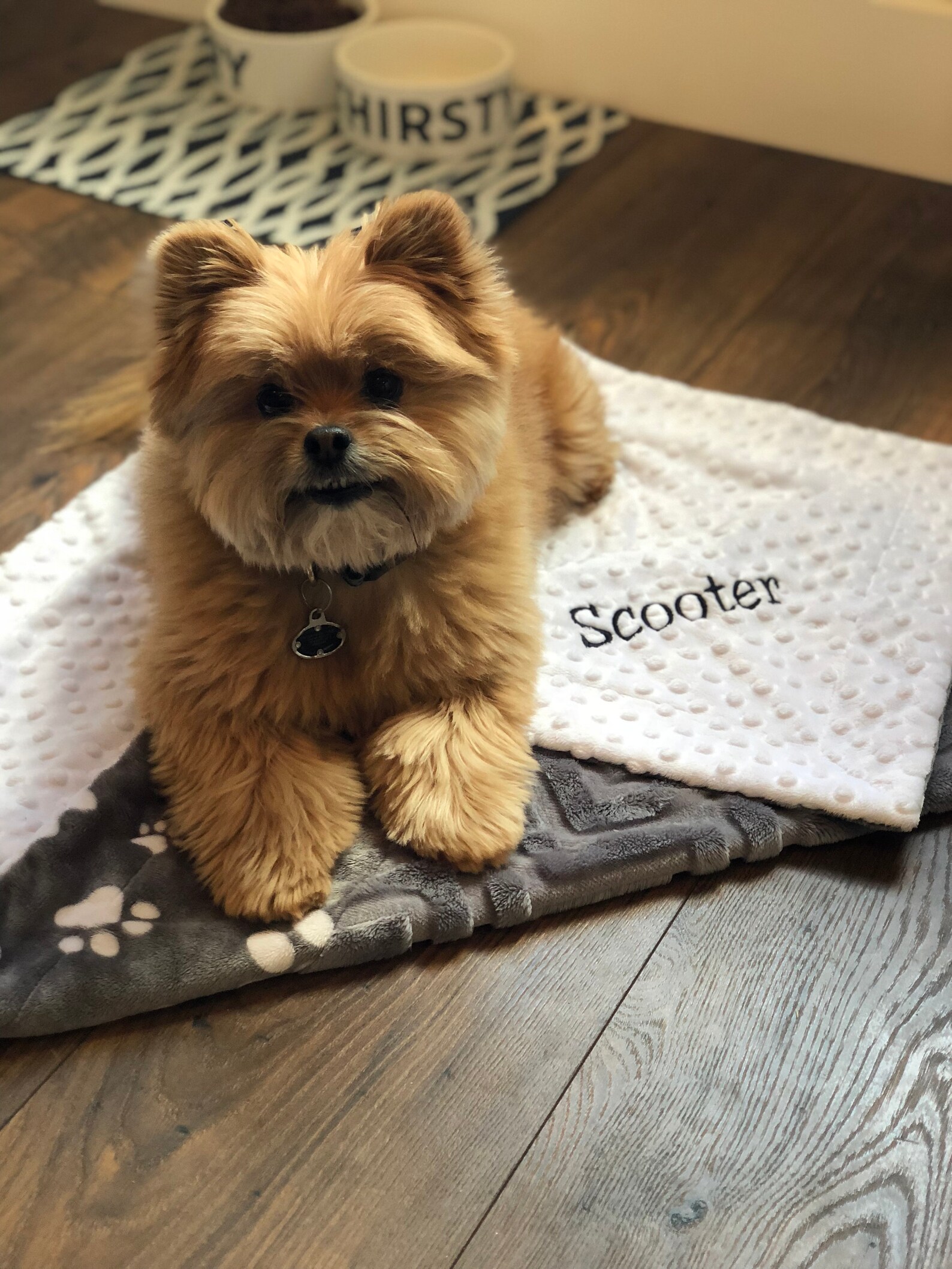 Pet Bed Blanket Personalized Pet Blanket Personalized Dog Etsy