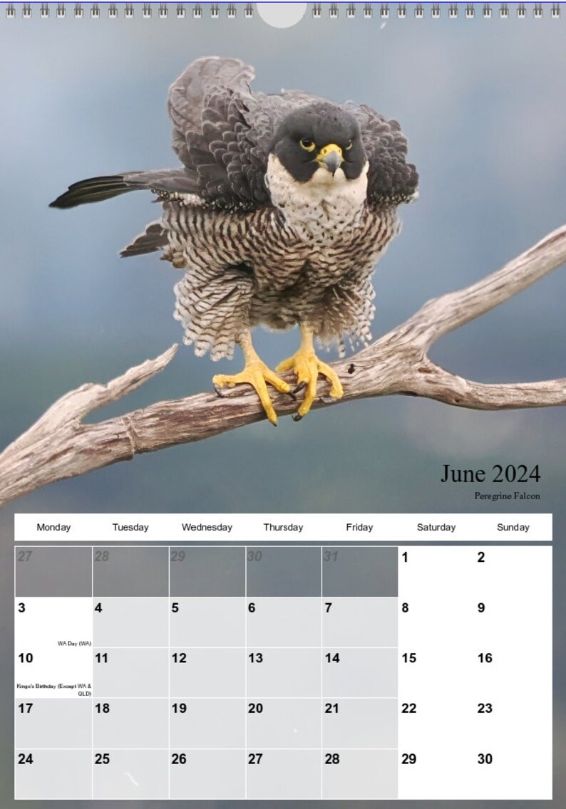 Australian Bird Calendar 2025 A4 Size With Hanger21cm X Etsy Australia