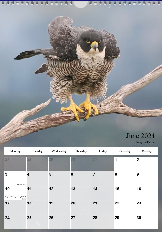 Australian Bird Calendar 2025 A4 Size With Hanger21cm X Etsy Australia