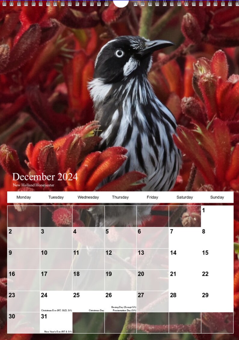 Australian Bird Calendar 2025 A3 Size With Hanger29.7cm X Etsy Australia