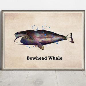 May include: A vintage-style illustration of a bowhead whale swimming in the ocean. The whale is depicted in shades of blue, purple, and black, with a white underbelly. The image is set against a beige background with blue dots representing water droplets.