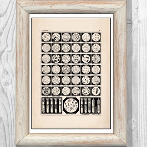 Può includere: Un'illustrazione scientifica vintage in bianco e nero di vari tipi di batteri e microorganismi. L'immagine è divisa in una griglia di 6 righe e 7 colonne, con ogni cella che contiene un'immagine circolare di un tipo diverso di batterio. La riga inferiore contiene un'immagine circolare più grande di una coltura di batteri e 6 immagini rettangolari più piccole di provette.