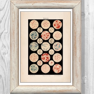Microbiology Bacteria Microbe Poster History Old Medicine Poster Science Vintage Nursery Print  Printable  Instant Digital Download