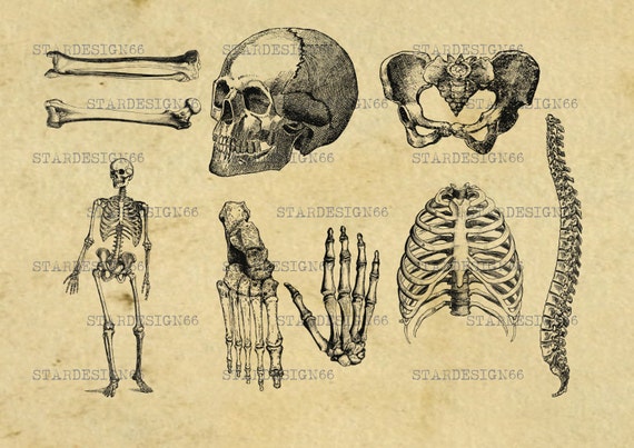 Digital Svg Png Jpg Human Bones Anatomy Medical Body Etsy
