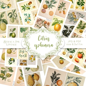 Citrus Ephemera digitaler download, druckbares Vintage Papier, Scrapbooking Papier, Scrapbooking Papier, Collage Papier, Scrapbooking Kit mit Zitrone