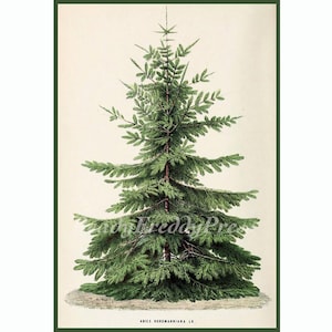 Reproduction d'image vintage Noël/vacances/hiver/à feuilles persistantes/arbre de Noël/boîte de 8 cartes et enveloppes