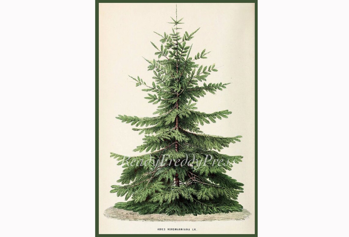 Christmas/ Holiday/ Winter/ Evergreen/ Christmas Tree Vintage Etsy