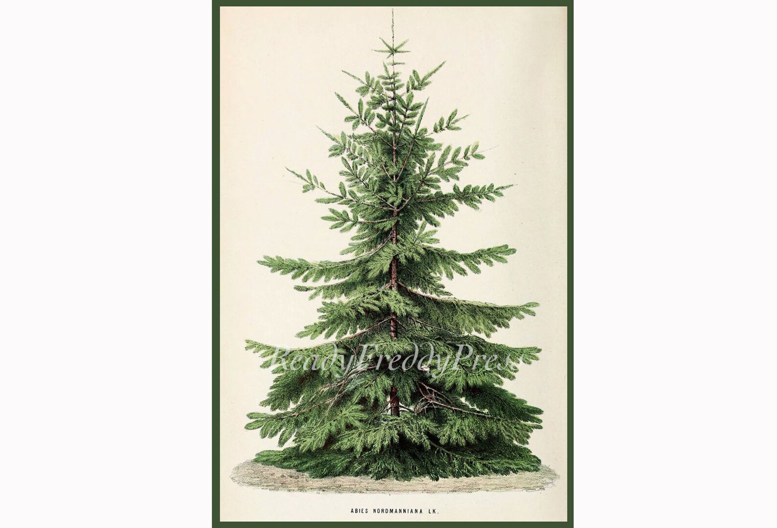 Christmas/ Holiday/ Winter/ Evergreen/ Christmas Tree Vintage Etsy