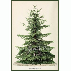 Reproduction d'image vintage Noël/vacances/hiver/à feuilles persistantes/arbre de Noël/boîte de 8 cartes et enveloppes