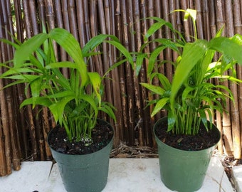 Aglaonema Cutlass Chinese Evergreen in a 4 pot House | Etsy