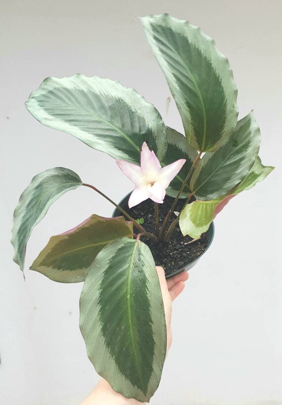 Calathea Bicajoux Gecko (type 2) Growing in a 6" Pot - Etsy New Zealand