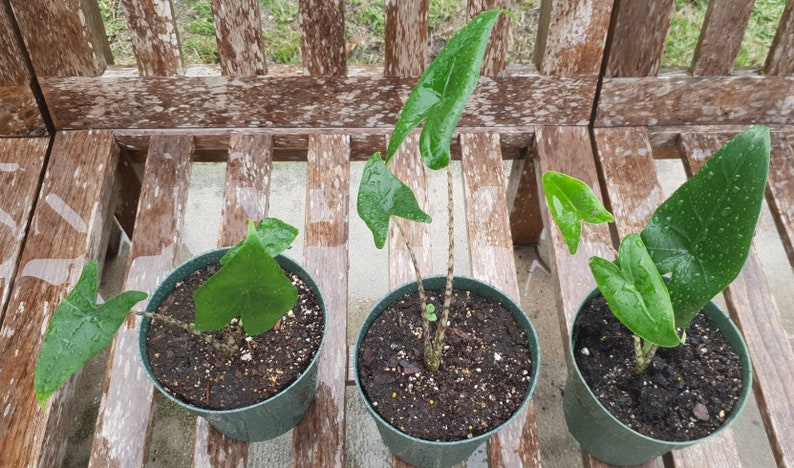 Alocasia Zebrina Elephant Ear about 12 Tall growing in a 6 pot