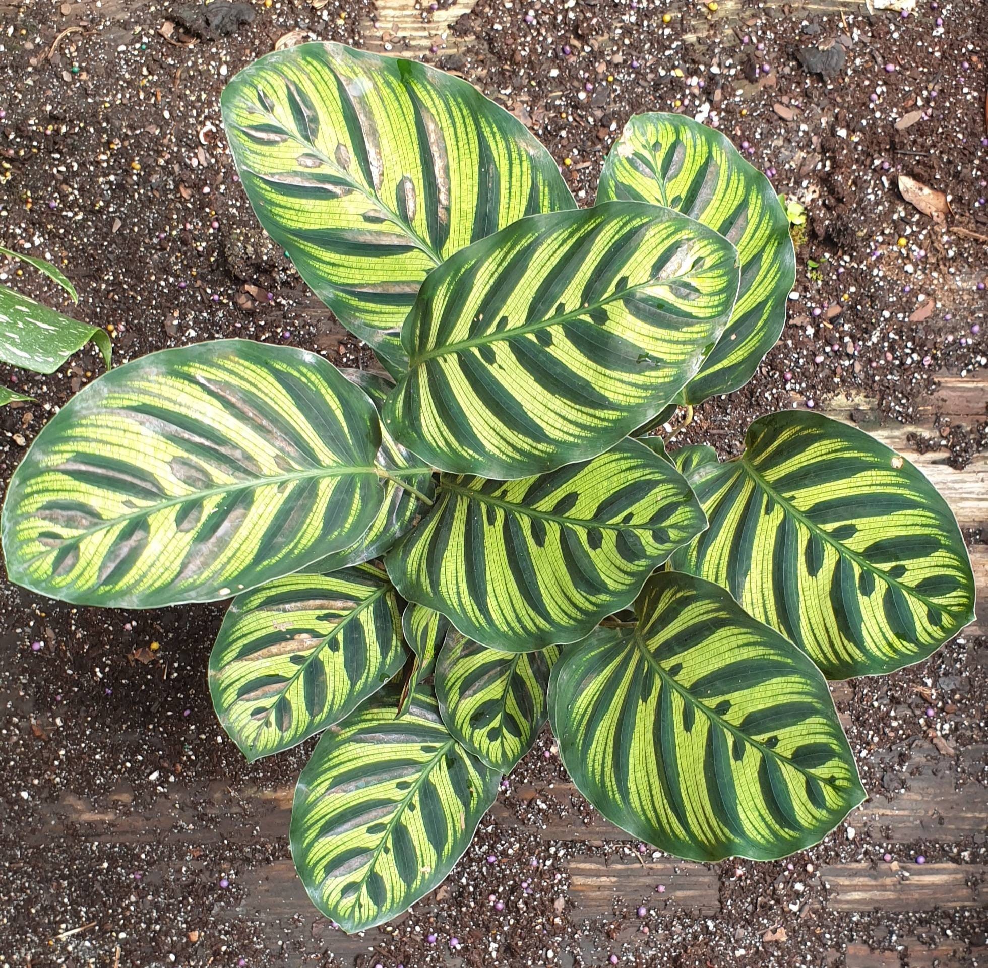 Large Calathea Makoyana Prayer Peacock Plant grows in a 6" pot P…
